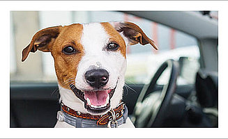 Elimina el olor y el pelo de perro en los coches de tus clientes | WashTec